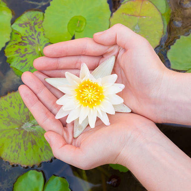istock Woman hands holding lotus flower 502967944