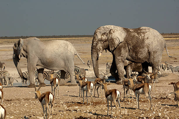 istock Nebrowni waterhole, Etosha National Park, Namibia 502968074