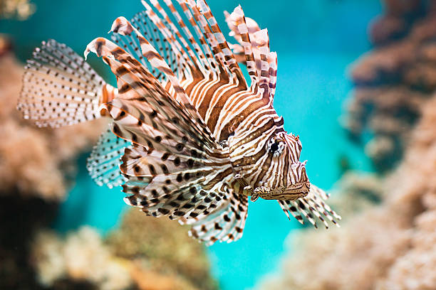 istock Fish swims in the aquarium, Zebra winged. 502968386