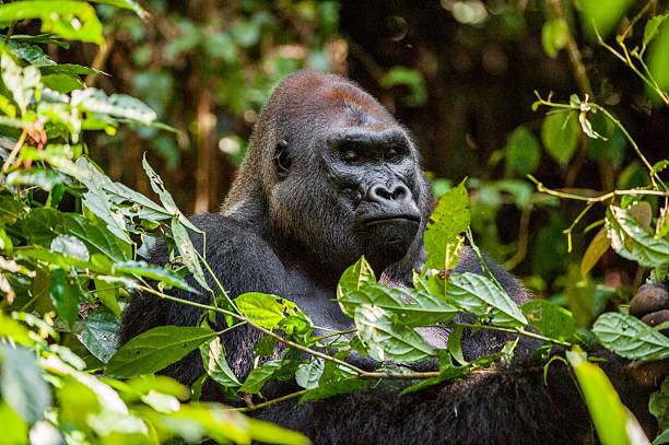 Portrait of a western lowland gorilla