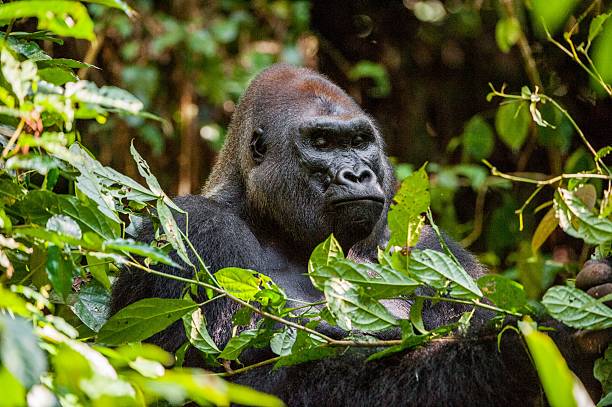 портрет западной lowland gorilla - gorilla west monkey wildlife стоковые фото и изображения