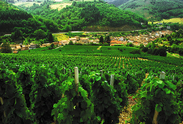 beaujolais - beaujolais - fotografias e filmes do acervo