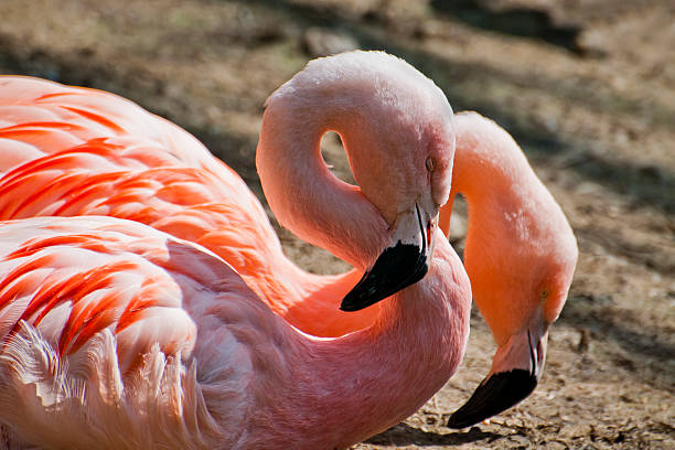 Closeup of pink feathered flamingo in lake. Bird with feathers.