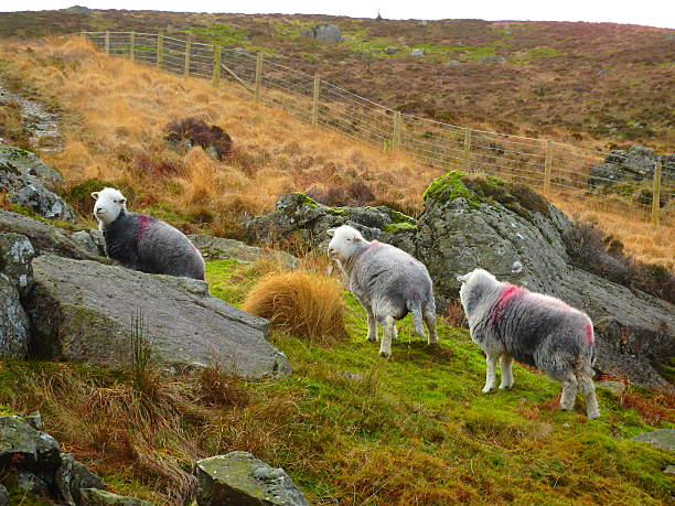 istock Herdwick Sheep Lake District Cumbria 3 502969562