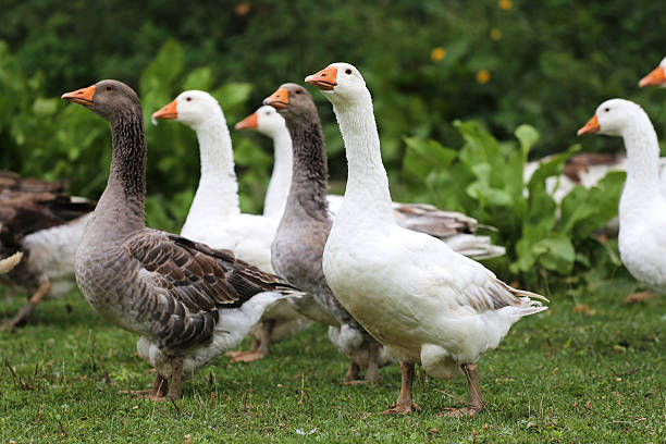 istock White goose standing on meadow rural scene 502969636
