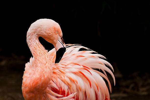 flamant rose - flamingo bird isolated animal leg photos et images de collection