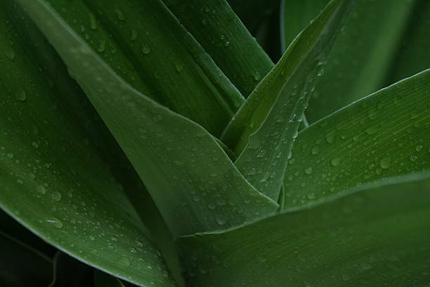 le printemps - chlorophyll striped leaf natural pattern photos et images de collection