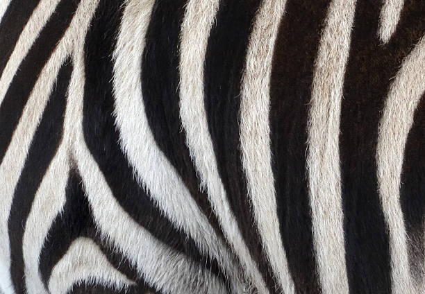 istock Image of black-white stripes on zebra back / legs, natural-background pattern 502970028
