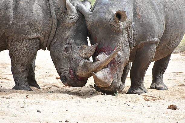 A large rhinoceros is moving through its sandy enclosure under clear sunshine at a wildlife sanctuary. The animal appears calm and natural in its habitat.