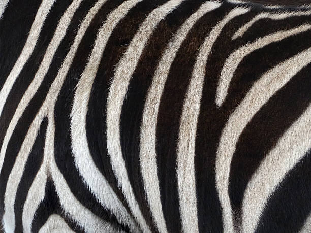 istock Image of wild African zebra with black and white stripes 502970154