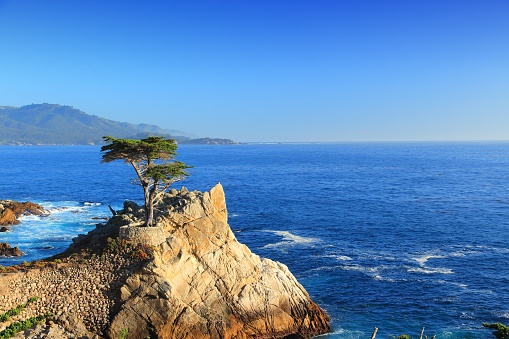 Monterey, United States - April 7, 2014: Lone Cypress tree view along famous 17 Mile Drive in Monterey. Sources claim it is one of the most photographed trees in North America.