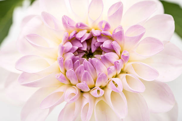 istock Close up image of white chrysanthemum 502970364