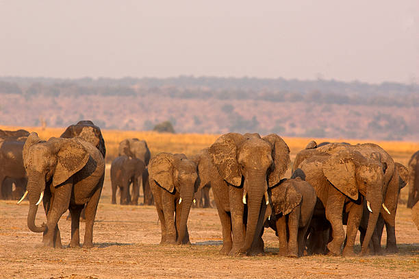 istock Elephants at Chobe river, Chobe National Park, Botswana 502970496