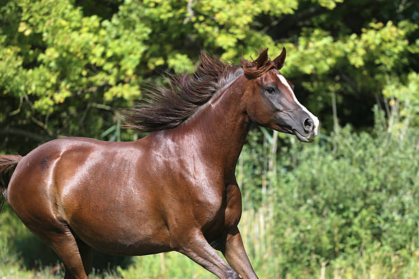 istock Arabian horse galloping across a green summer pasture 502970610