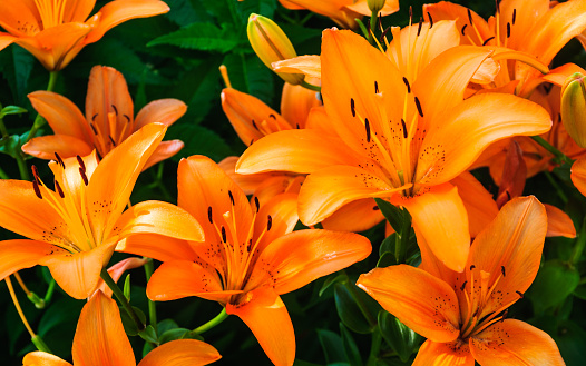 A cluster of bright orange tiger lilies in full bloom.