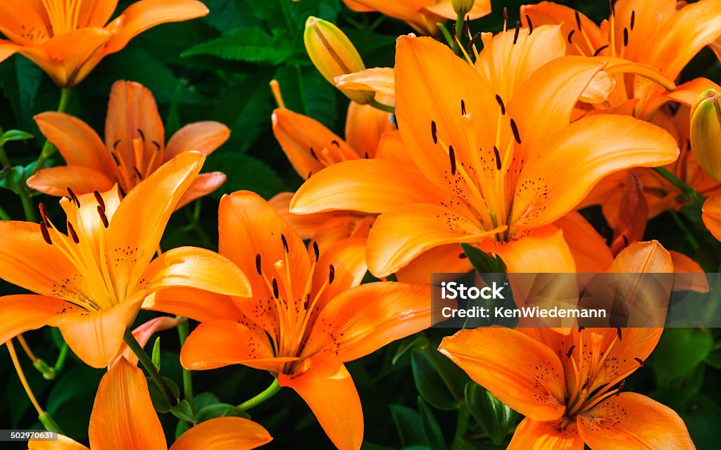 Tiger Lilies A cluster of bright orange tiger lilies in full bloom. Tiger Lily Flower Stock Photo