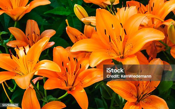 Tiger Lilies Stock Photo - Download Image Now - Tiger Lily Flower, Beauty In Nature, Blossom