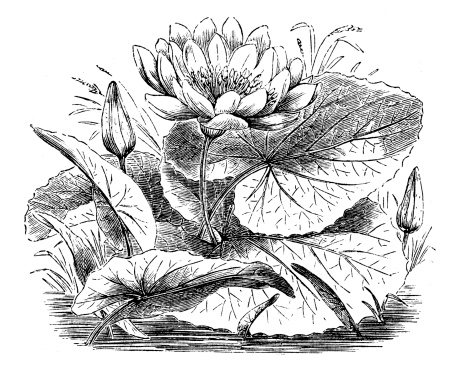 Antique illustration of Nymphaea lotus (tiger lotus, white lotus)