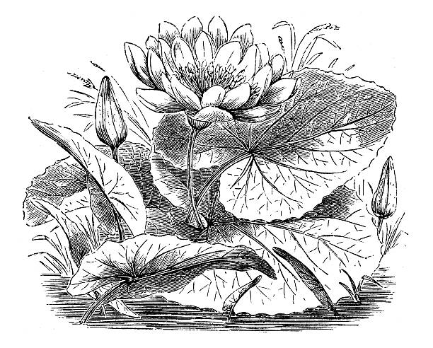 Antique illustration of Nymphaea lotus (tiger lotus, white lotus) Antique illustration of Nymphaea lotus (tiger lotus, white lotus) white lotus stock illustrations