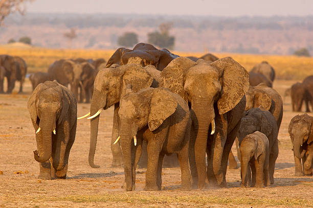 istock Elephants at Chobe river, Chobe National Park, Botswana 502970930