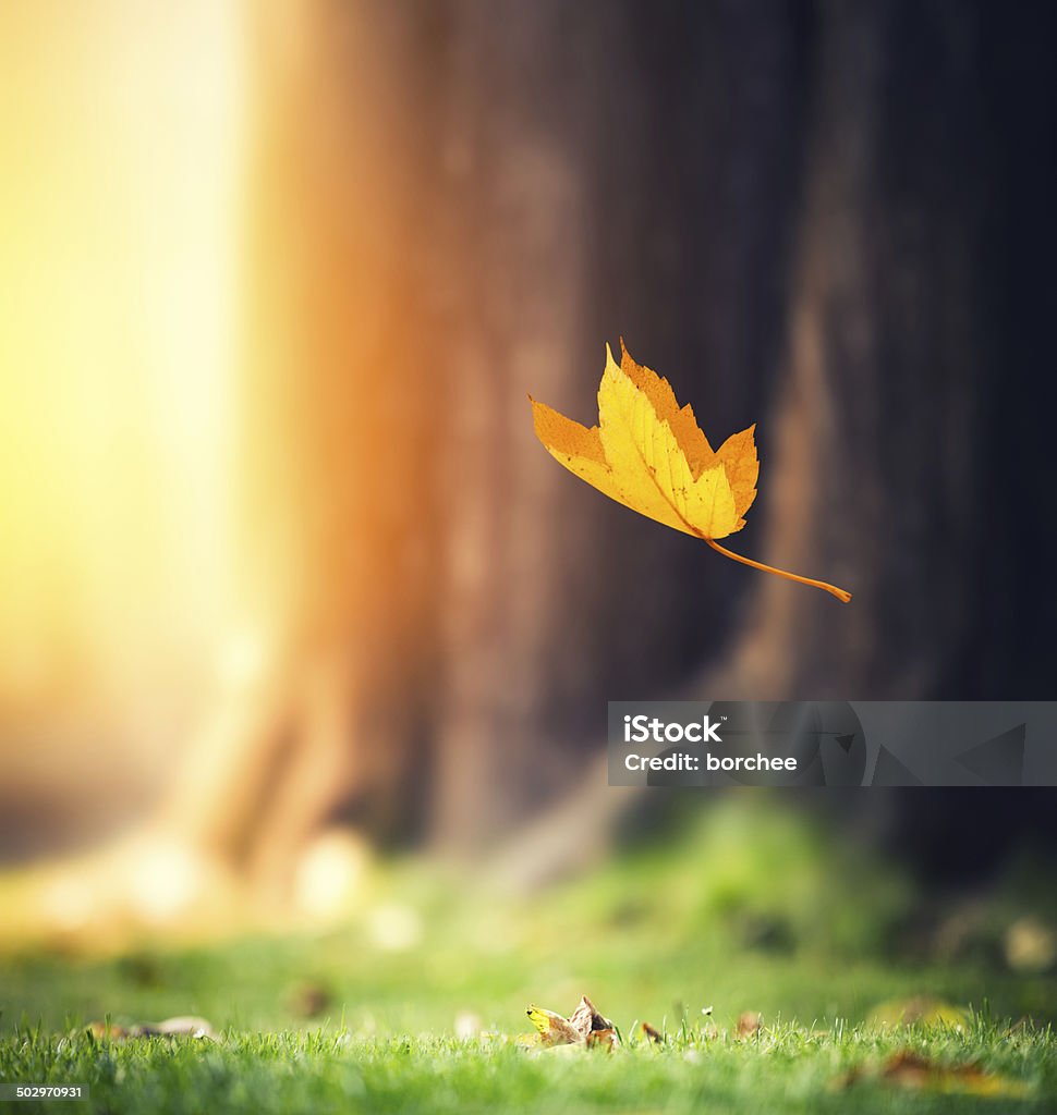 Falling Autumn leaf falling to the grass in a park... Leaf Stock Photo