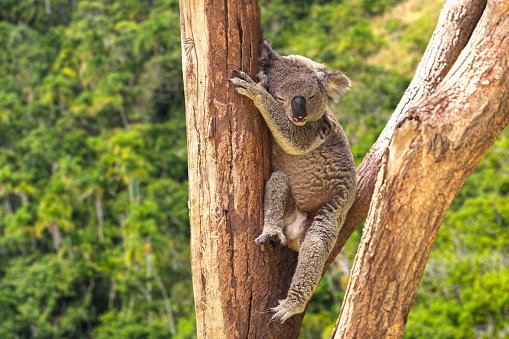 the Koala has a large round head, big furry ears and big black nose. Their fur is usually grey-brown in color with white fur on the chest, inner arms, ears and bottom.