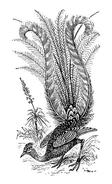Antique illustration of Superb lyrebird (Menura novaehollandiae) Antique illustration of Superb lyrebird (Menura novaehollandiae) superb lyrebird stock illustrations