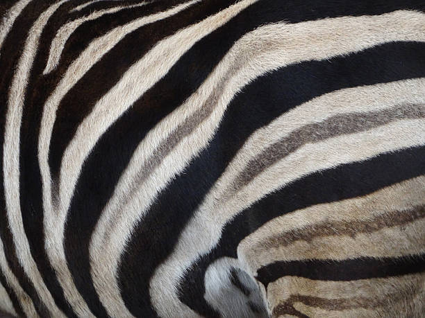 istock Image of grey, black and white stripes on zebra skin 502971342