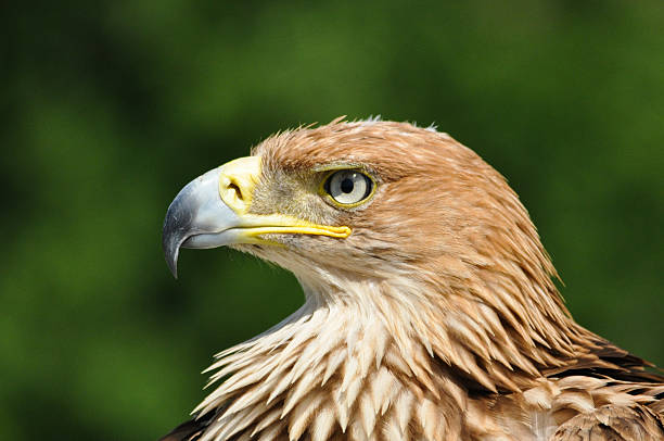 Eastern imperial eagle The eastern imperial eagle (Aquila heliaca) is a large species of bird of prey that breeds from southeastern Europe to western and central Asia. aquila heliaca stock pictures, royalty-free photos & images