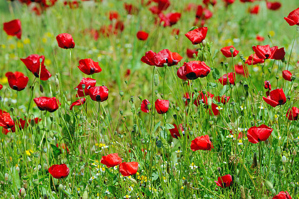 istock Red Poppies Field 502971369