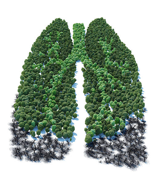 istock Tree with form of human lung patients 502971459