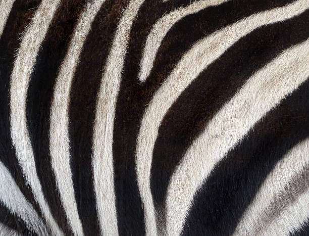 istock Image of black and white zebra skin stripes forming pattern 502971480