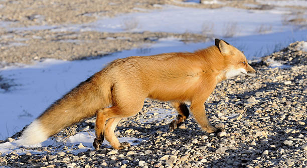 istock Red fox, Vulpes vulpes in a winter 502971612