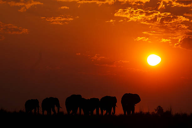 istock Elephants at sunset, Chobe river, Chobe National Park, Botswana 502971730