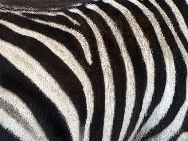 istock Image of natural black / white zebra skin stripes background pattern 502971928