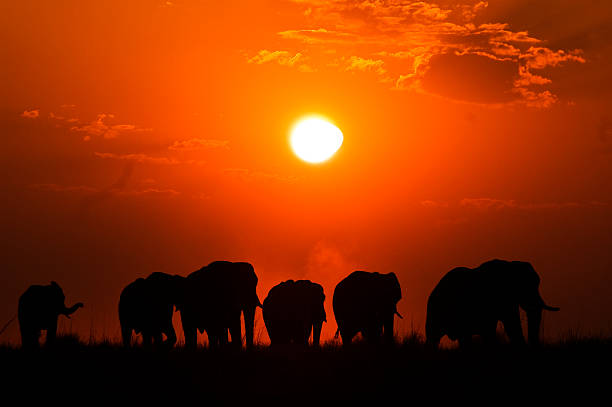 istock Elephants at sunset, Chobe river, Chobe National Park, Botswana 502971946