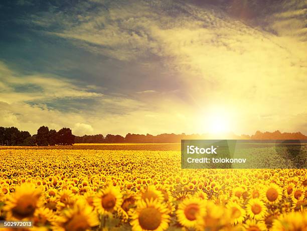 Beauty Sunflowers Under Blue Skies And Golden Evening Sun Envir Stock Photo - Download Image Now