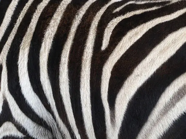Photo of Image of black and white stripes on zebra skin (horse-family)