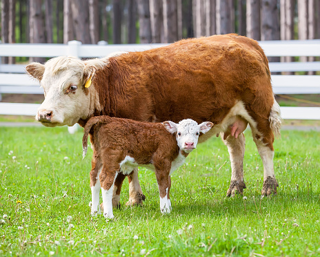 Close-up of a Hereford cow and calf in the pasture.