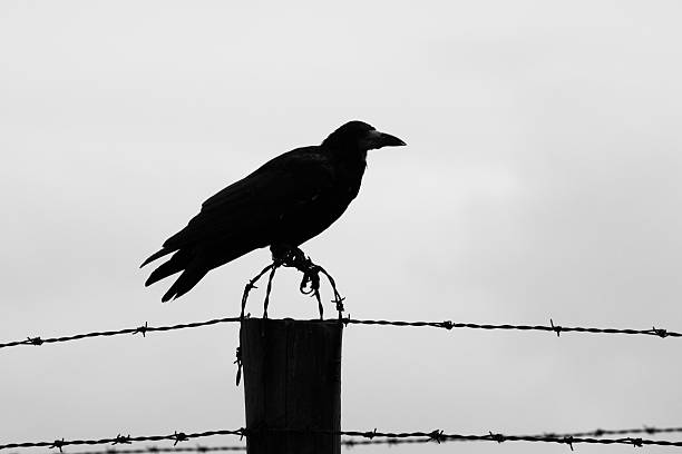 istock Crow on the barb wire fence 502972082