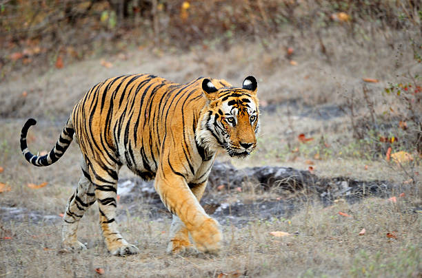 istock The Royal Bengal tiger 502972178