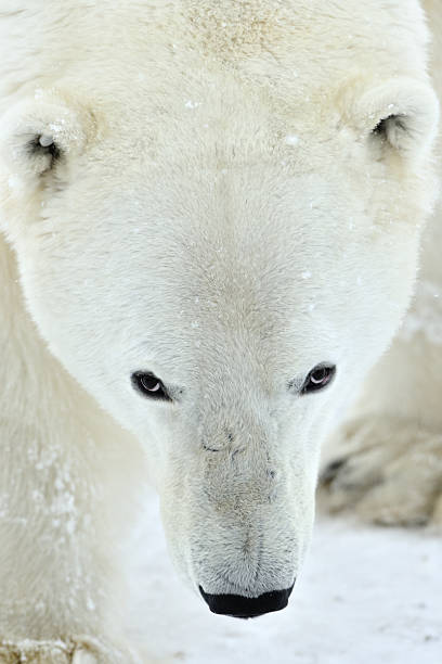 nahaufnahme portrait männliche polar bear (ursus maritimus - polar bear bear white close up stock-fotos und bilder