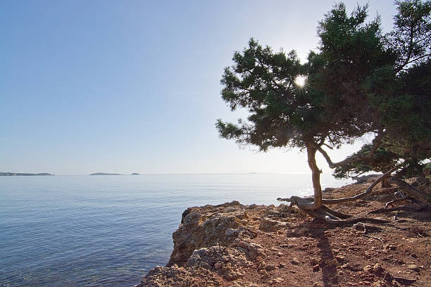 istock Ibiza pine tree ocean landscape 502972262