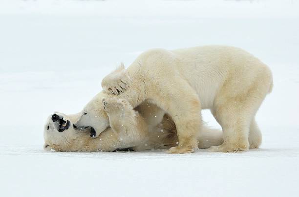 istock Fighting Polar bears on the snow. 502972500