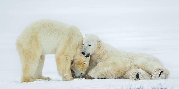 istock Fighting Polar bears (Ursus maritimus ) on the snow. 502972842