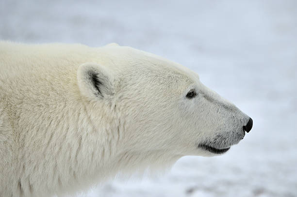 close-up portrait von männlichen polar bear - polar bear bear white close up stock-fotos und bilder