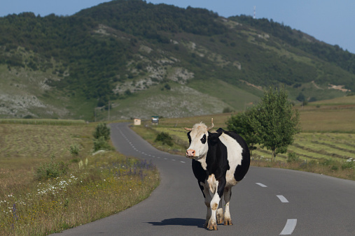 This is quite a common scene on the roads of Serbia.