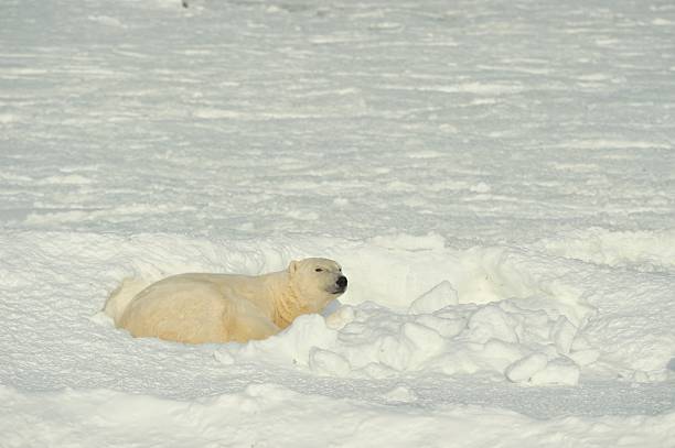 close-up portrait von männlichen polar bear - polar bear bear white close up stock-fotos und bilder