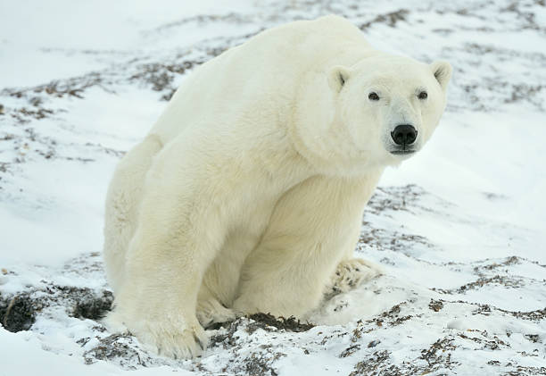 close-up portrait von männlichen polar bear - polar bear bear white close up stock-fotos und bilder