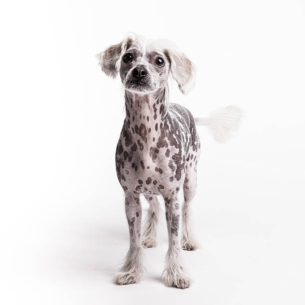 istock Chinese crest dog looking up at you on white background 502973819